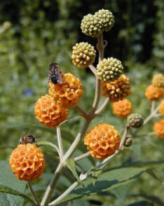 Buddleja globosa